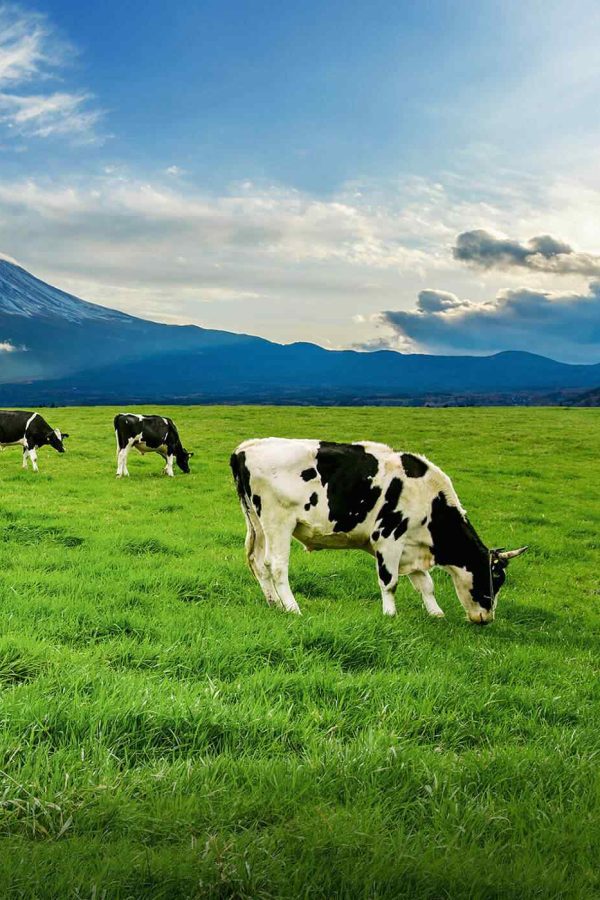 https://rhinowebllc.com/aeg-environmental/wp-content/uploads/2022/03/card_image_04-600x900.jpg