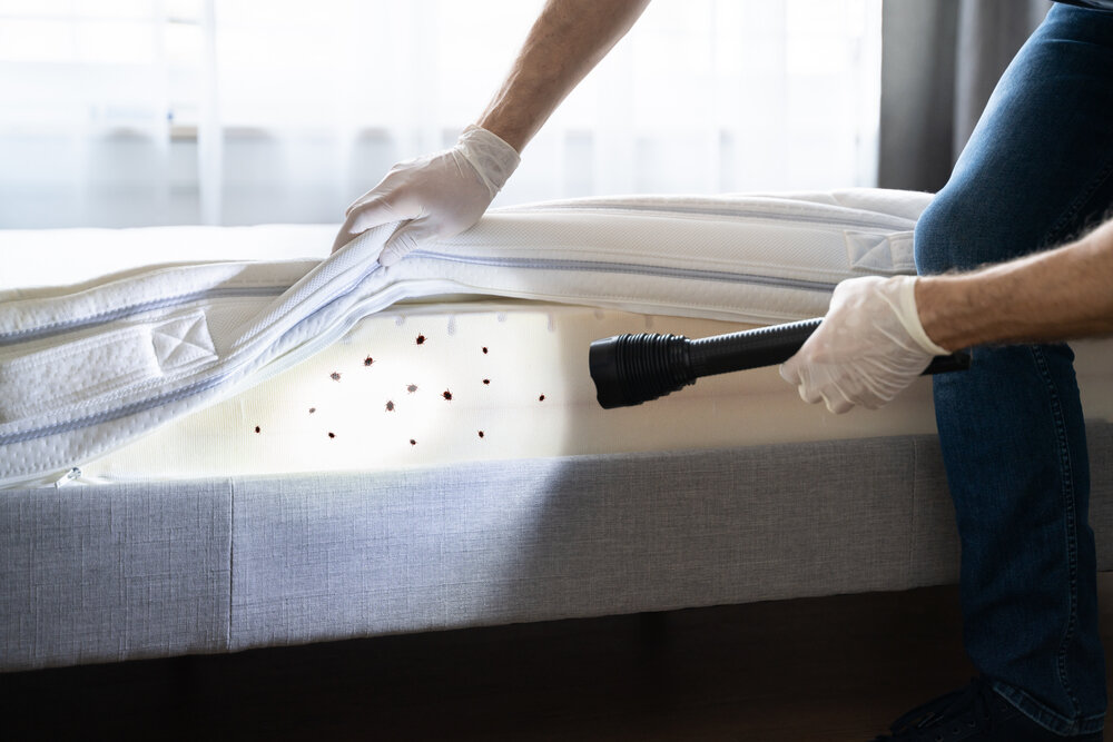 https://rhinowebllc.com/bengal-exterminators/wp-content/uploads/2024/09/Bed-Bug-Pest-Control-Solutions.jpg