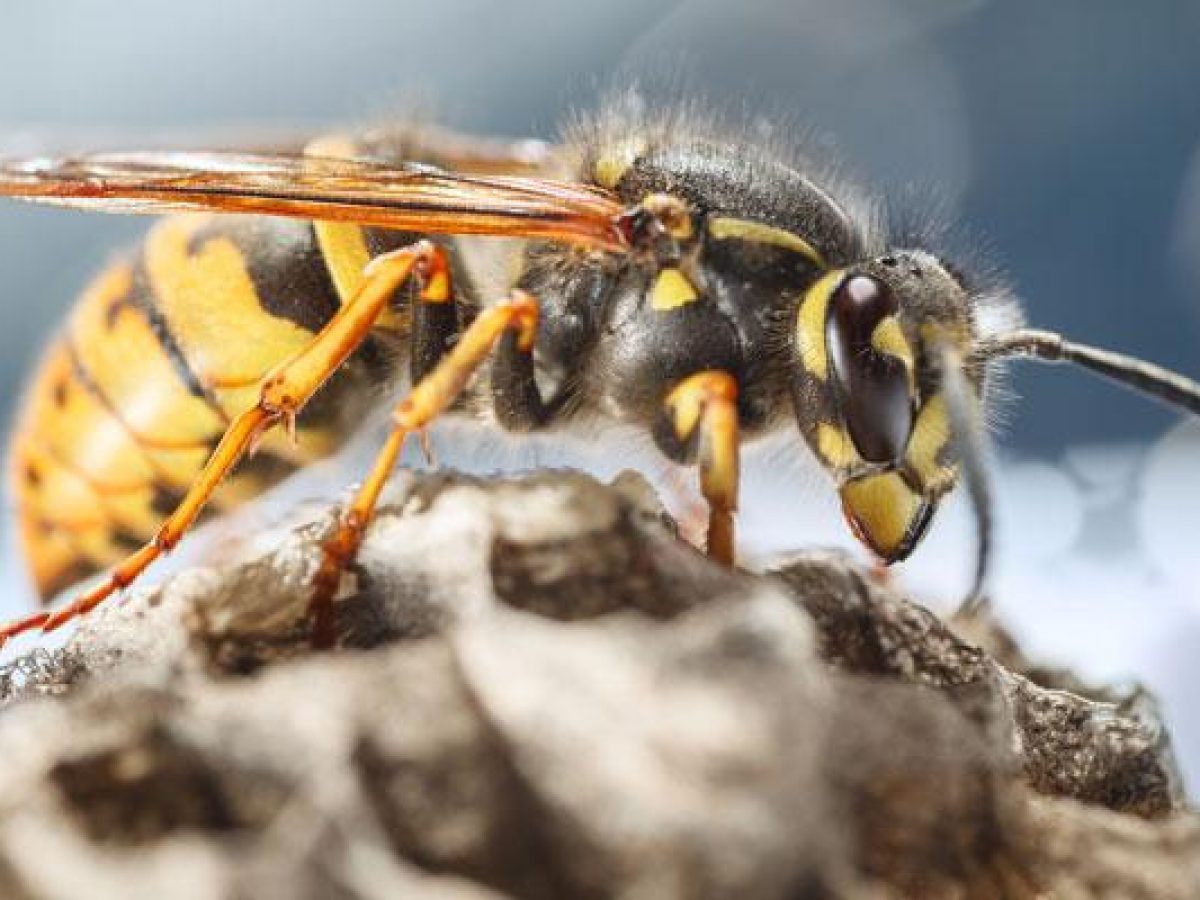 Bees, Wasps, and Hornets