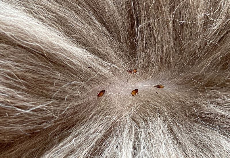 Fleas sucking Fleas sucking