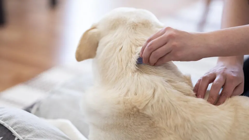 Highly Trained Flea Exterminators Highly Trained Flea Exterminators