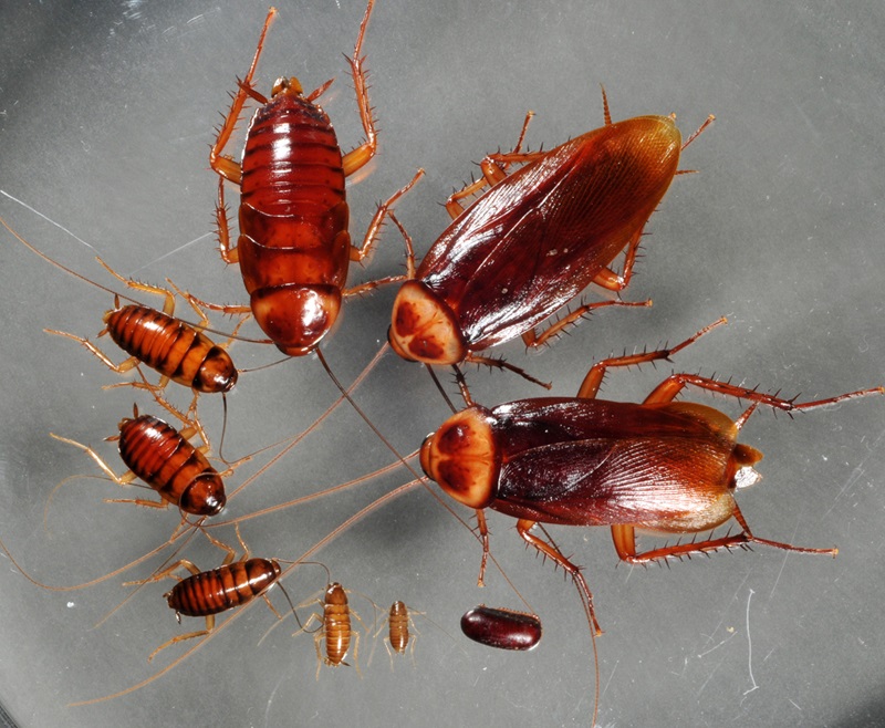 Identifying Signs Sf A Cockroach Infestation Identifying Signs Sf A Cockroach Infestation