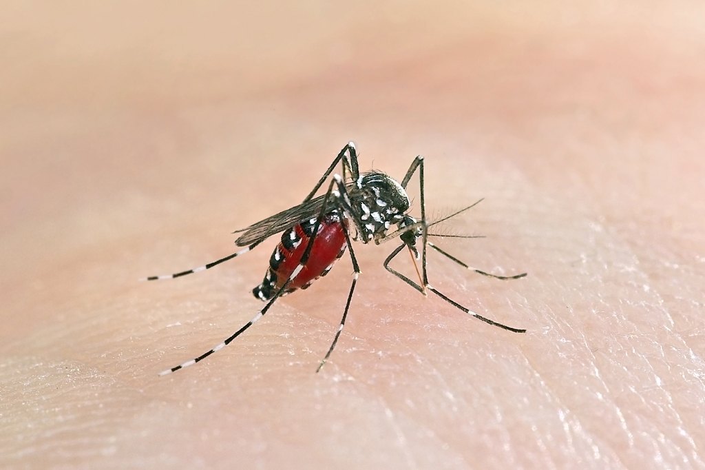 Signs of a Mosquito Infestation Signs of a Mosquito Infestation