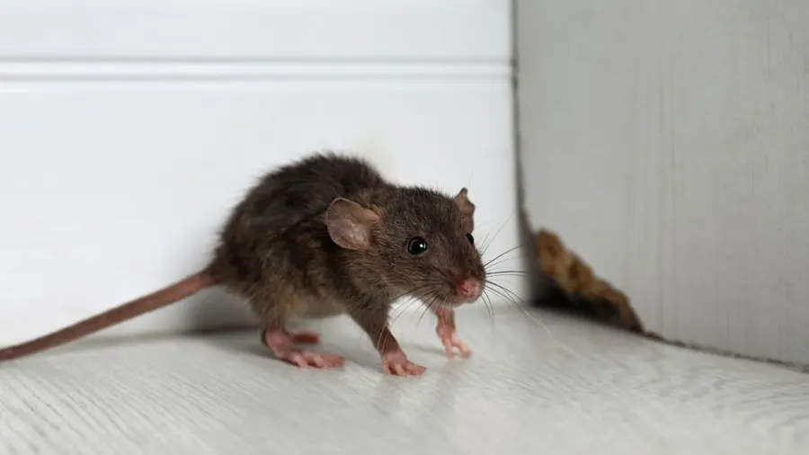Signs of a Rodent Infestation