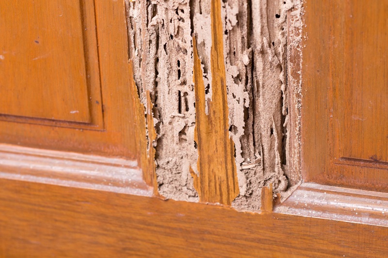 termite extermination
