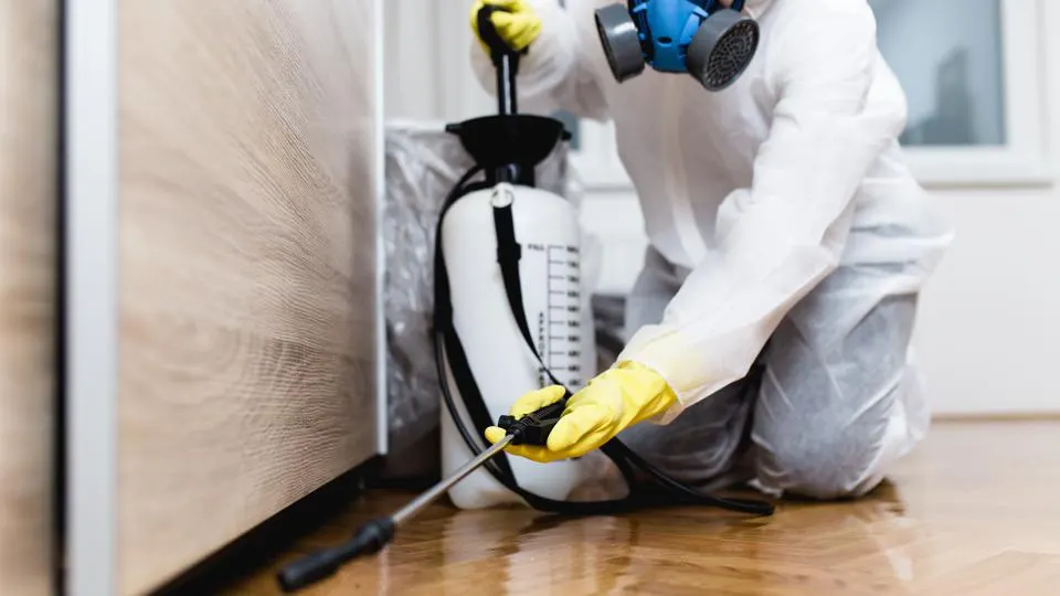 https://rhinowebllc.com/bengal-exterminators/wp-content/uploads/2024/09/termite-treatment.webp