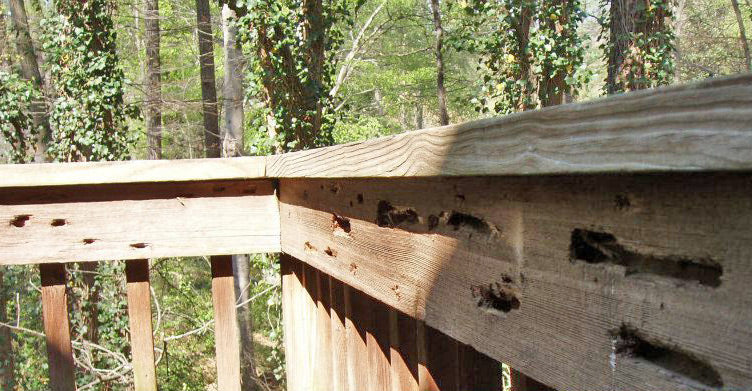 Carpenter Bee Control Carpenter Bee Control