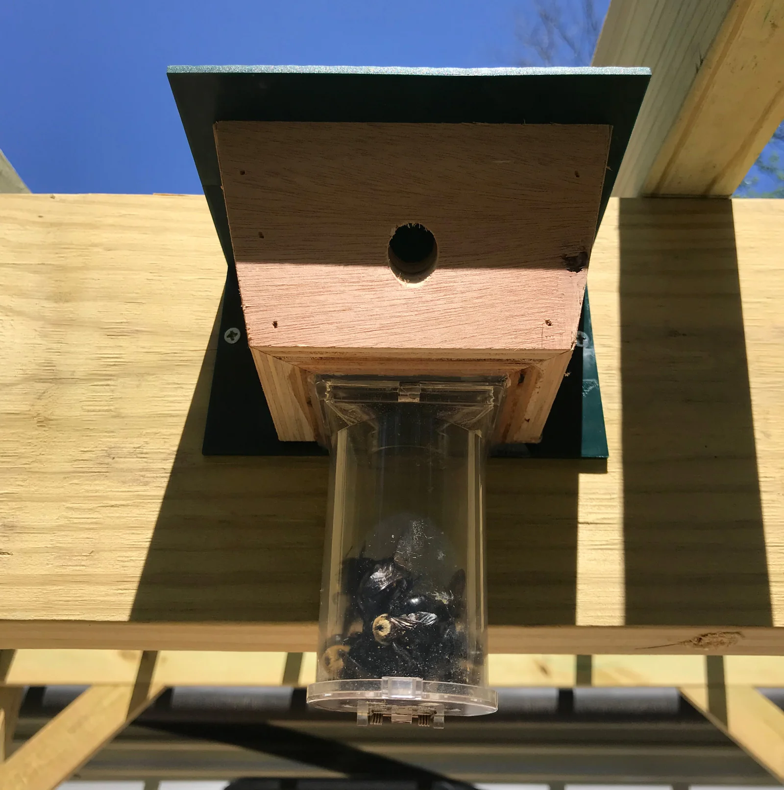 Carpenter Bee Prevention Carpenter Bee Prevention