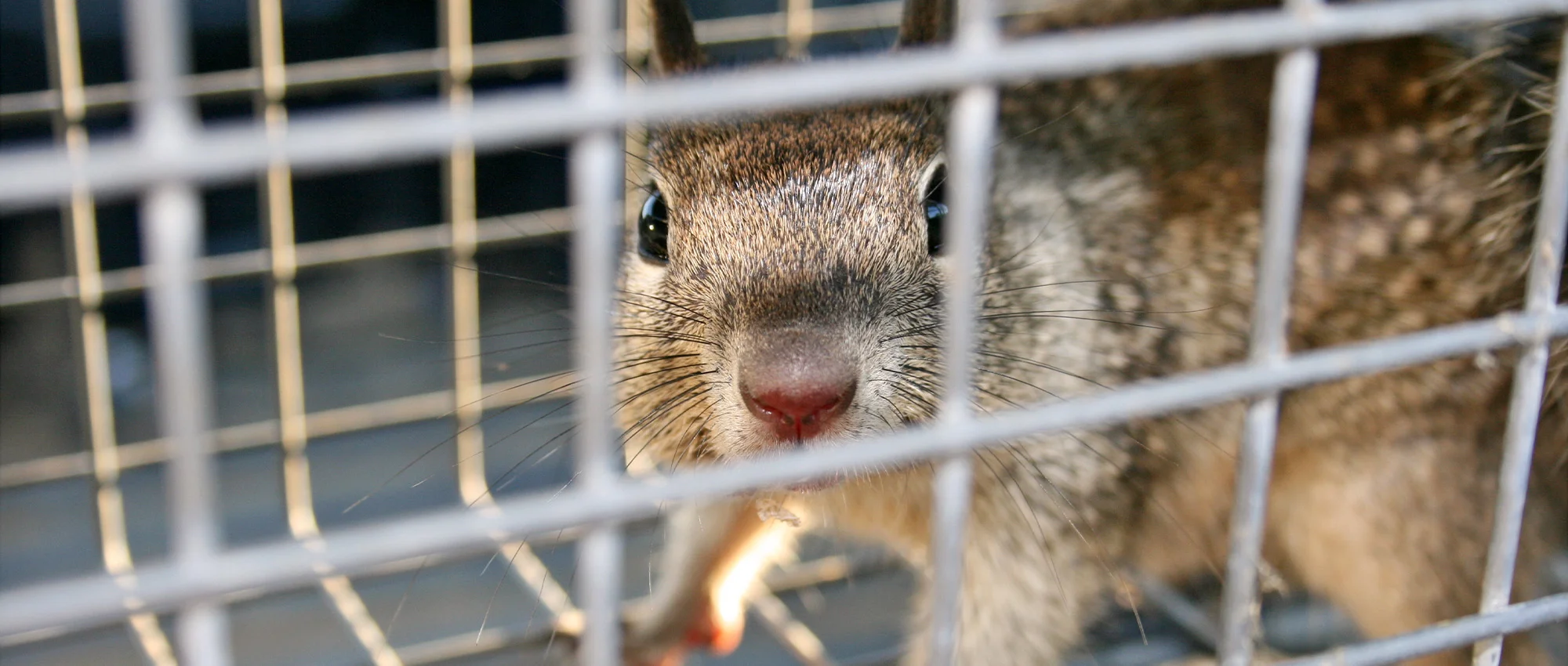 Ethical Foundations of Humane Wildlife Trapping
