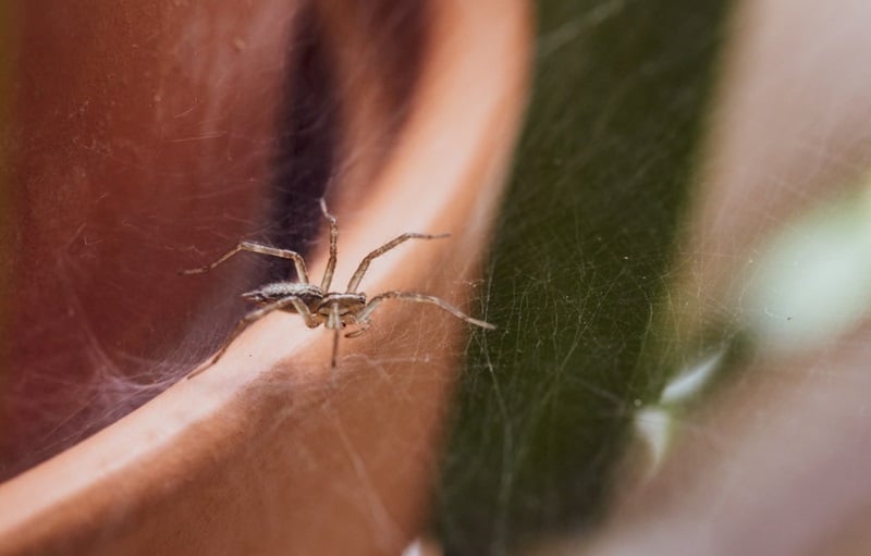Spider Control Spider Control