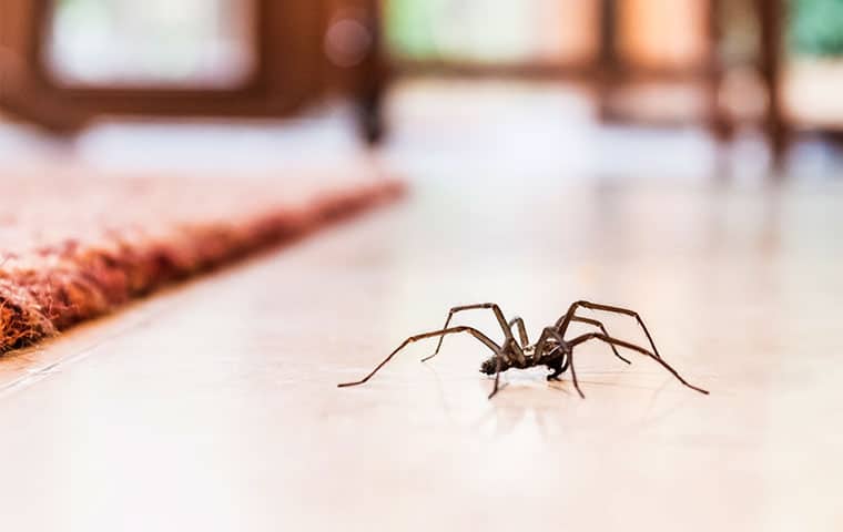 Spider Spider