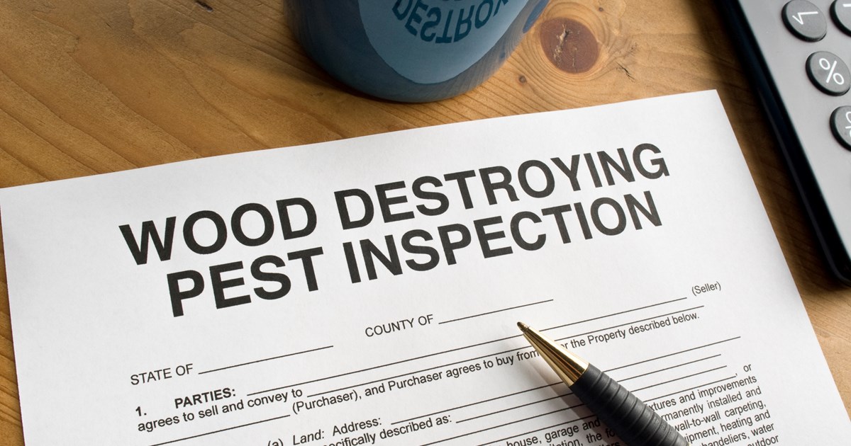 What Are Wood Destroying Insects