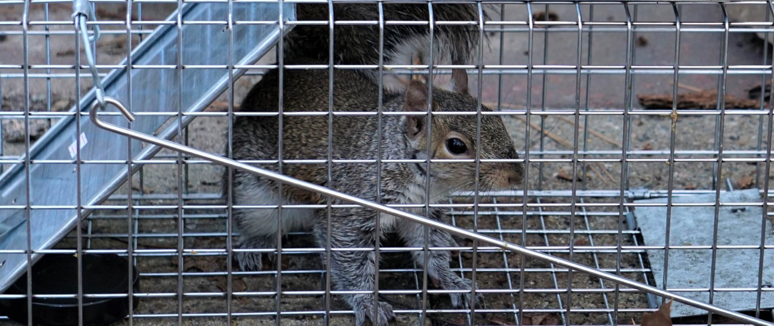 Wildlife-Trapping-and-Removal-scaled