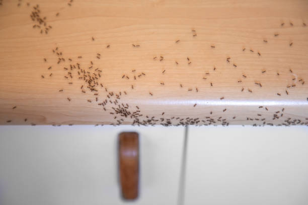 Ants