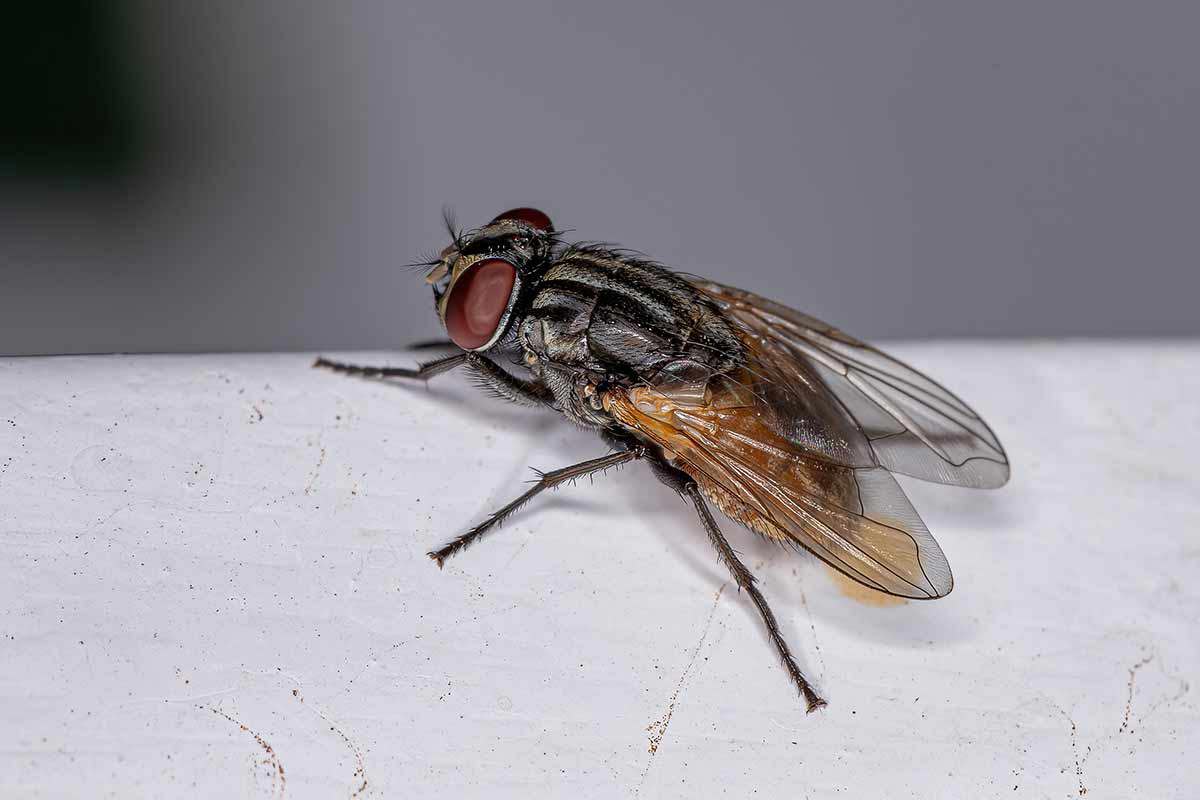 fly