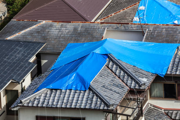 Blue-Tarp Blue-Tarp