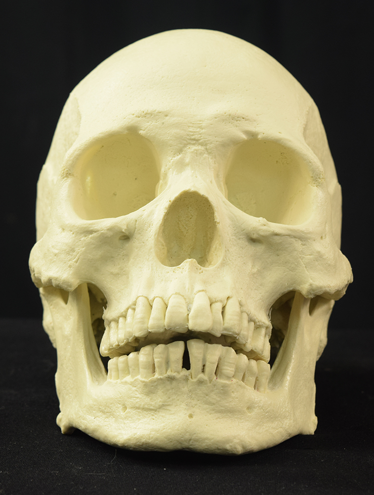 Mr. Wang Skull - Image 11