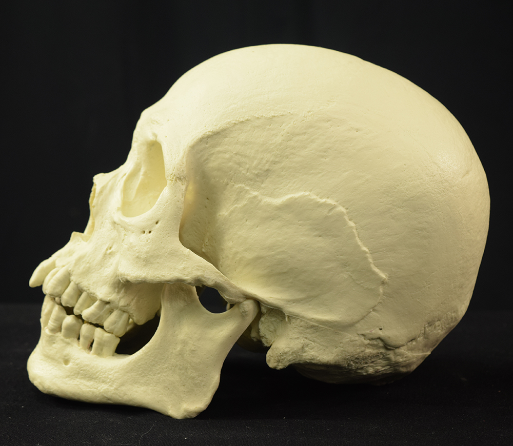 Mr. Wang Skull - Image 12