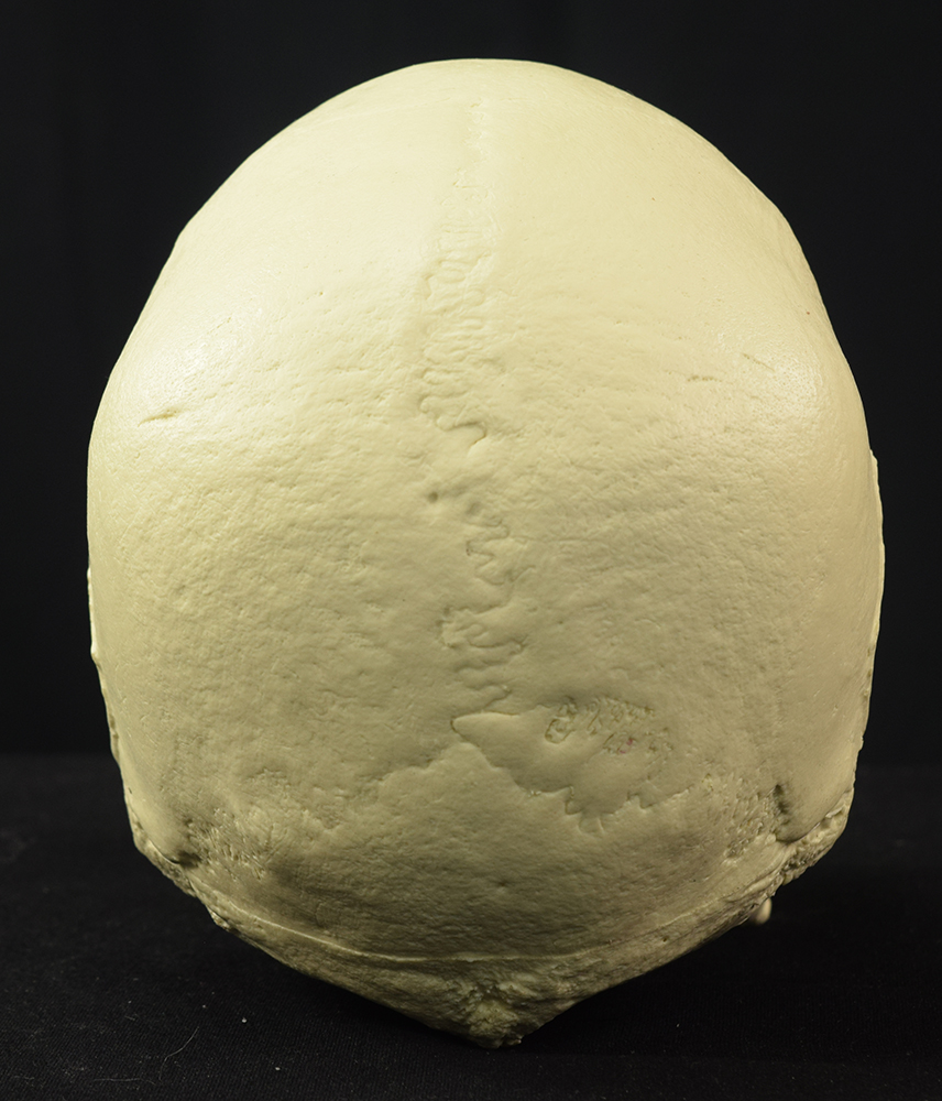 Mr. Wang Skull - Image 13