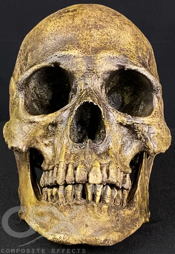 Mr. Wang Skull