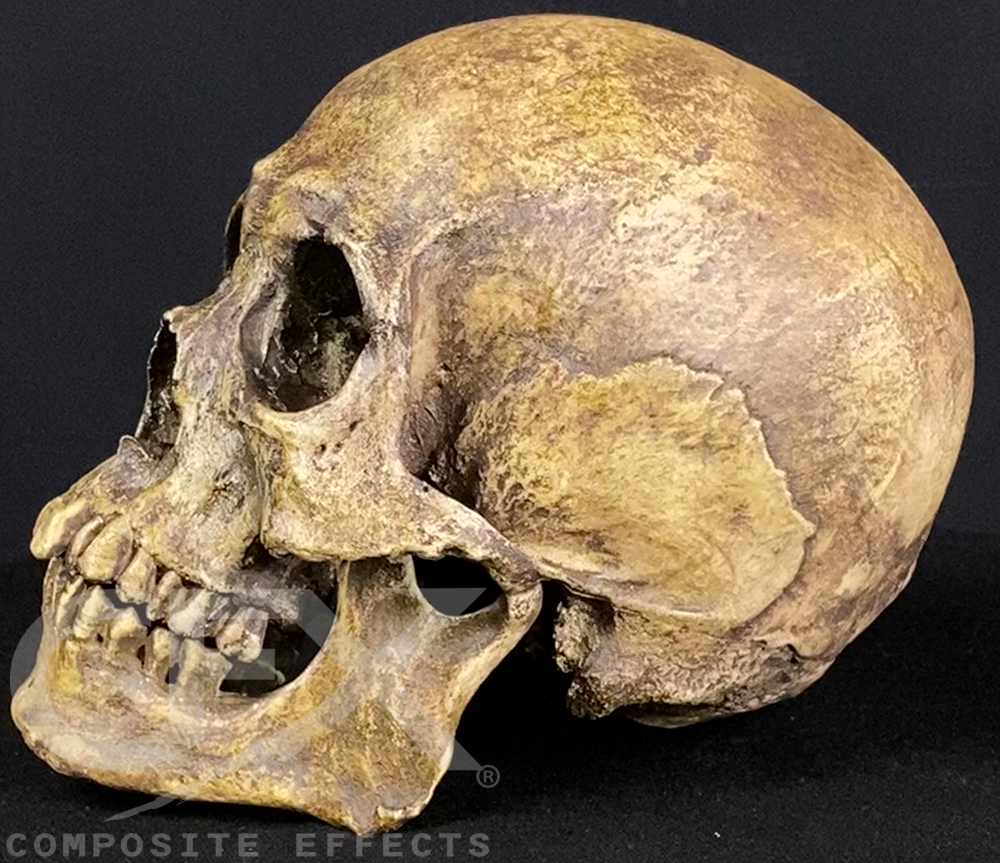 Mr. Wang Skull - Image 19