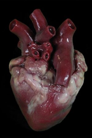 gib_heart_02.jpg https://rhinowebllc.com/cfx-masks/wp-content/uploads/2024/07/gib_heart_02-300x450.jpg