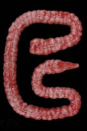 Large Intestine 4x6 https://rhinowebllc.com/cfx-masks/wp-content/uploads/2024/08/Large-Intestine-4x6-1-300x450.jpg