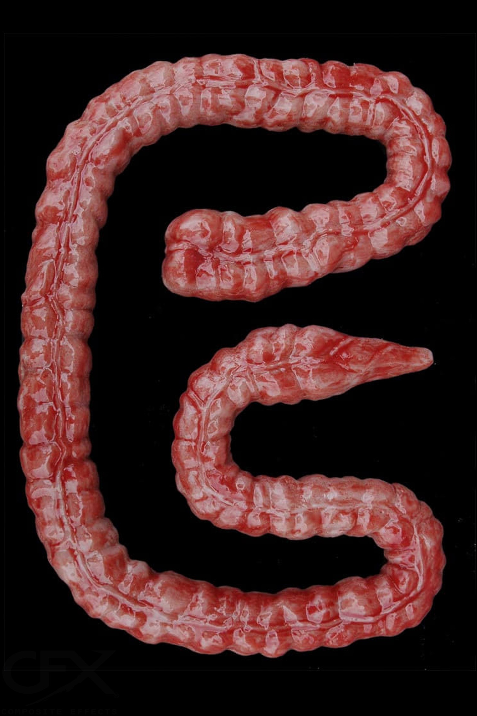 Large Intestine (Silicone)