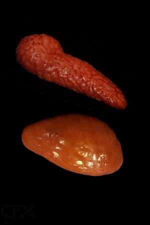 Panc & Spleen 4x6 https://rhinowebllc.com/cfx-masks/wp-content/uploads/2024/08/Panc-Spleen-4x6-1-300x450.jpg
