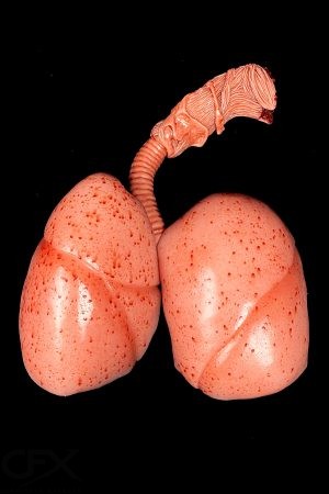 Sil-Gib Lungs (1) 4x6 https://rhinowebllc.com/cfx-masks/wp-content/uploads/2024/08/Sil-Gib-Lungs-1-4x6-1-300x450.jpg