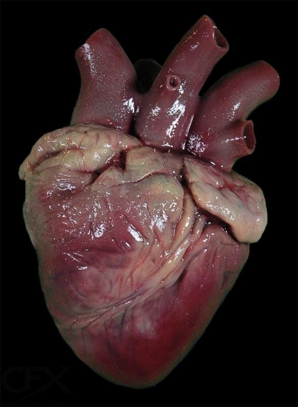 Heart (Silicone) - Image 3