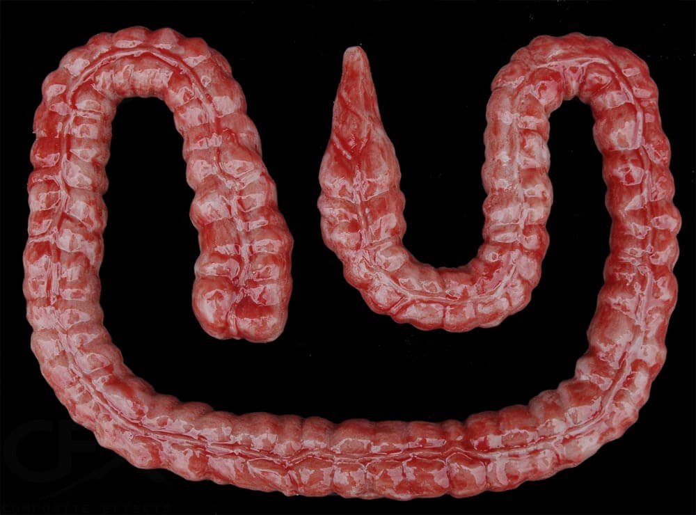 Large Intestine (Silicone) - Image 2