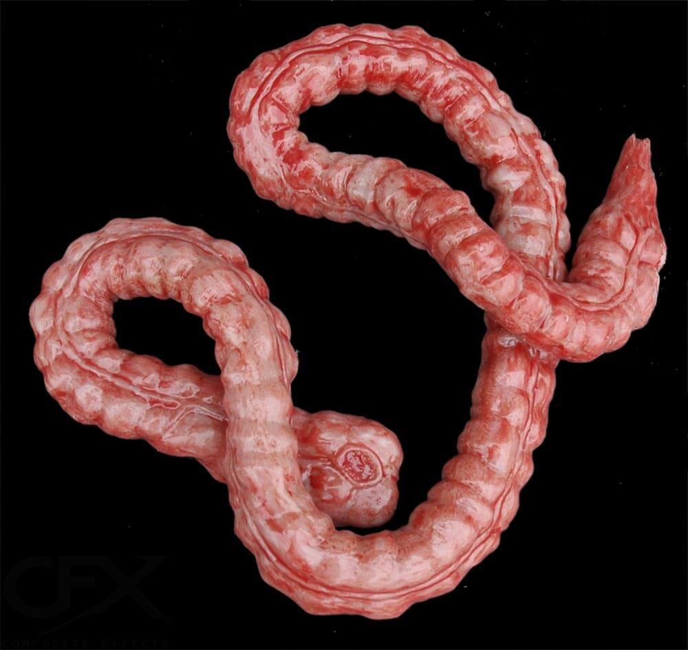 Large Intestine (Silicone) - Image 5