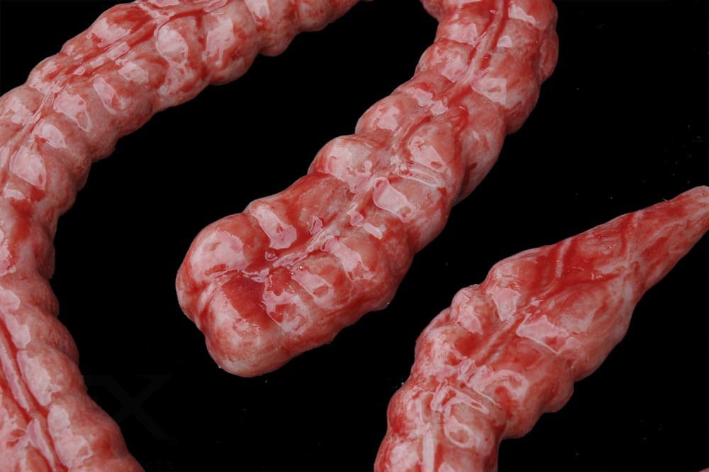 Large Intestine (Silicone) - Image 4