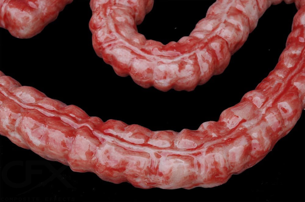 Large Intestine (Silicone) - Image 3