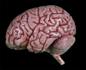 gib_brain_01.jpg https://rhinowebllc.com/cfx-masks2/wp-content/uploads/2024/06/gib_brain_01-300x243.jpg