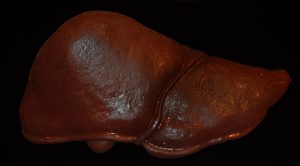 DSC_1721-web-1.jpg https://rhinowebllc.com/cfx-masks2/wp-content/uploads/2024/08/DSC_1721-web-1-300x166.jpg