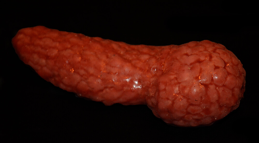 pancreas2.jpg