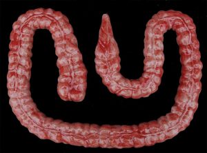 sp_large_intestine_01.jpg https://rhinowebllc.com/cfx-masks2/wp-content/uploads/2024/08/sp_large_intestine_01-300x222.jpg