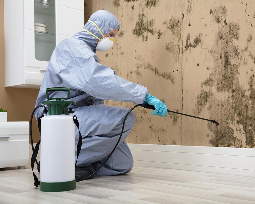 https://rhinowebllc.com/clean-guard/wp-content/uploads/2025/09/mold-remediation.jpg