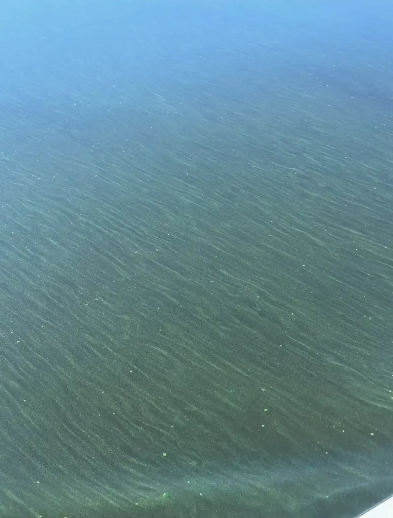 Water samples in Lake Pontchartrain during visible bloom
