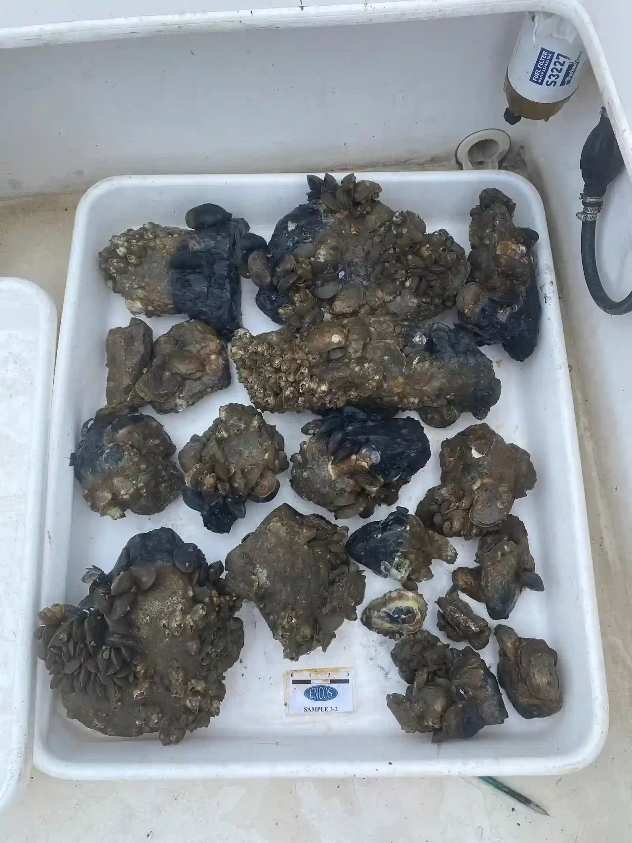 Oyster Brood Reef Monitoring