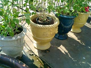 French Anduze vases