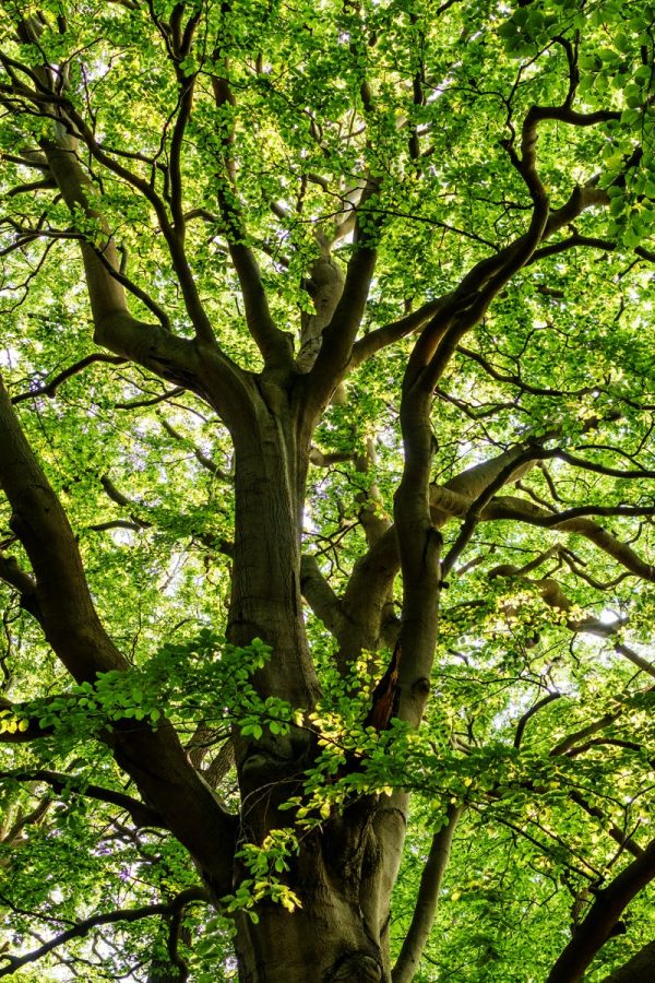 https://rhinowebllc.com/gardener-tree-services/wp-content/uploads/2025/06/crown-restoration-600x900.jpg