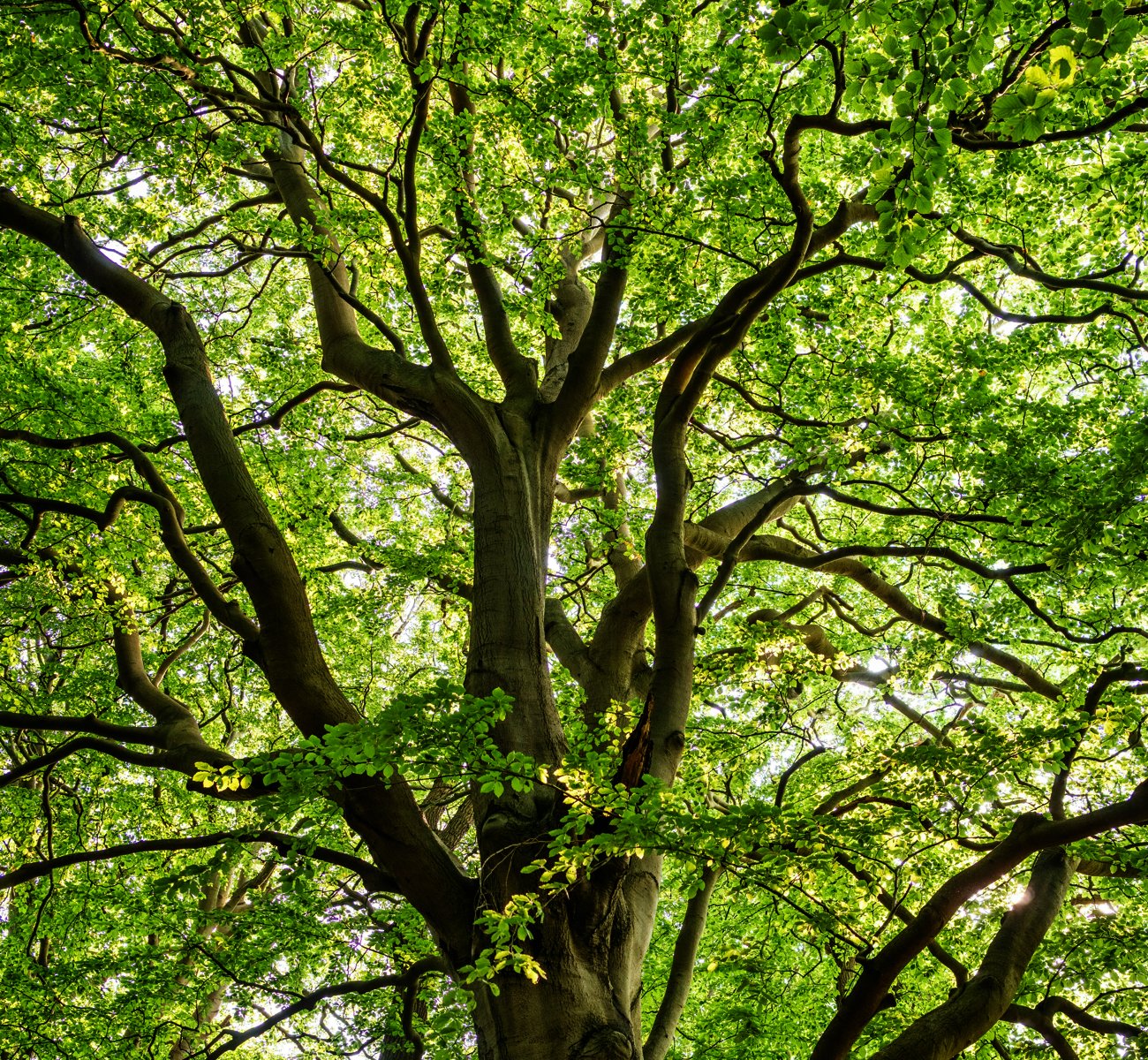 https://rhinowebllc.com/gardener-tree-services/wp-content/uploads/2025/06/crown-restoration.jpg