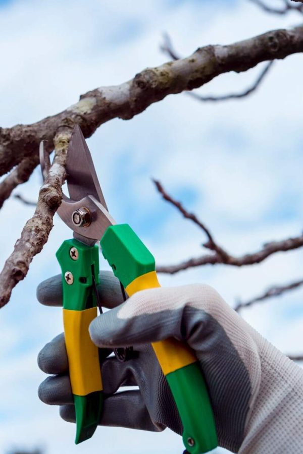 Gardner Tree Service - Tree Pruning