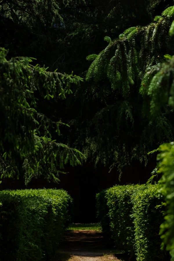 https://rhinowebllc.com/gardener-tree-services/wp-content/uploads/2025/06/hedges-and-topiary-600x900.jpg