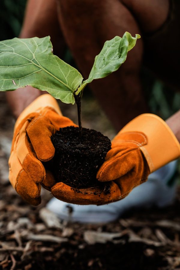 https://rhinowebllc.com/gardener-tree-services/wp-content/uploads/2025/06/tree-planting-transplanting-600x900.jpg