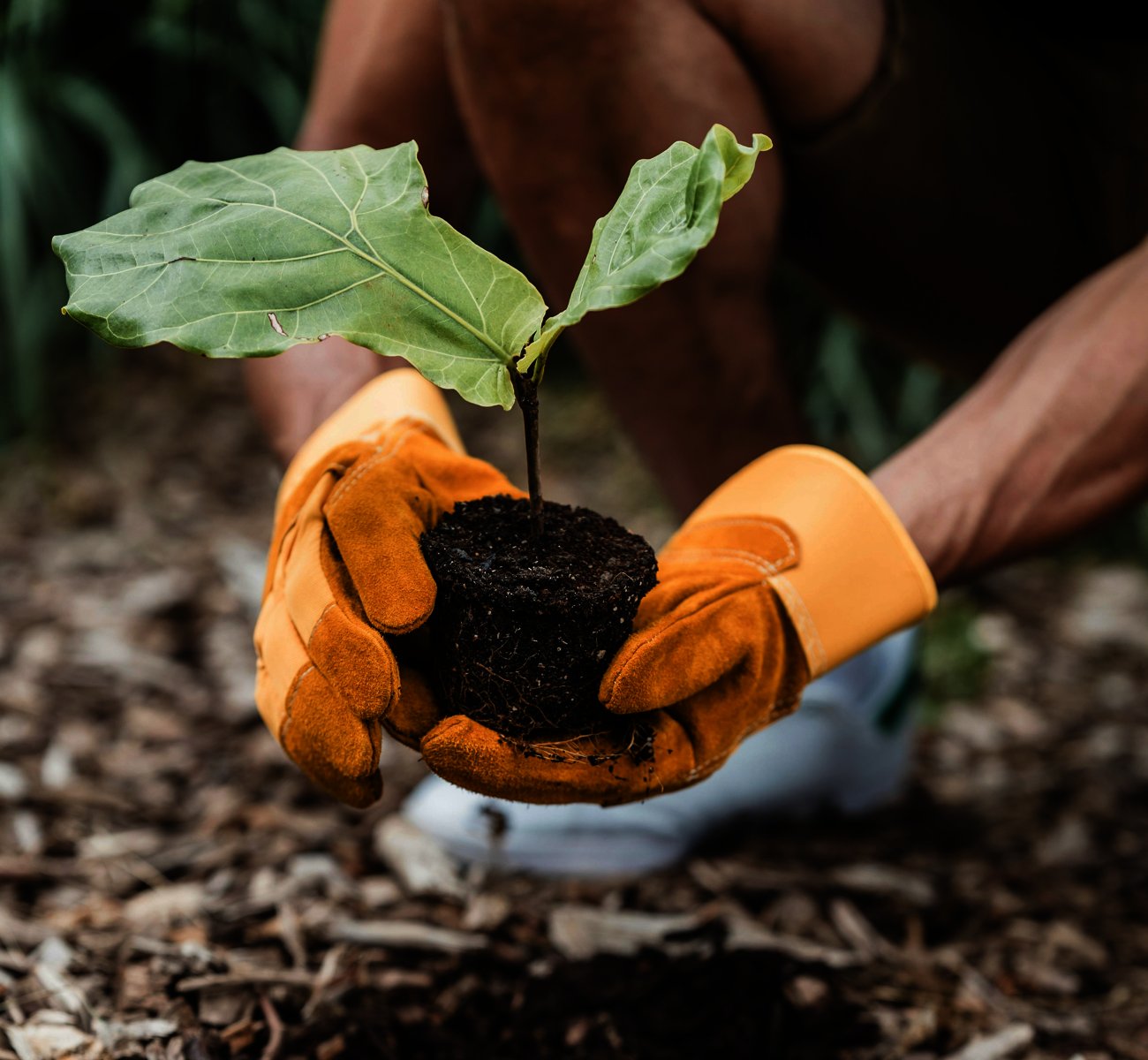 tree-planting-transplanting https://rhinowebllc.com/gardener-tree-services/wp-content/uploads/2025/06/tree-planting-transplanting.jpg