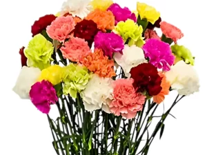 Carnations